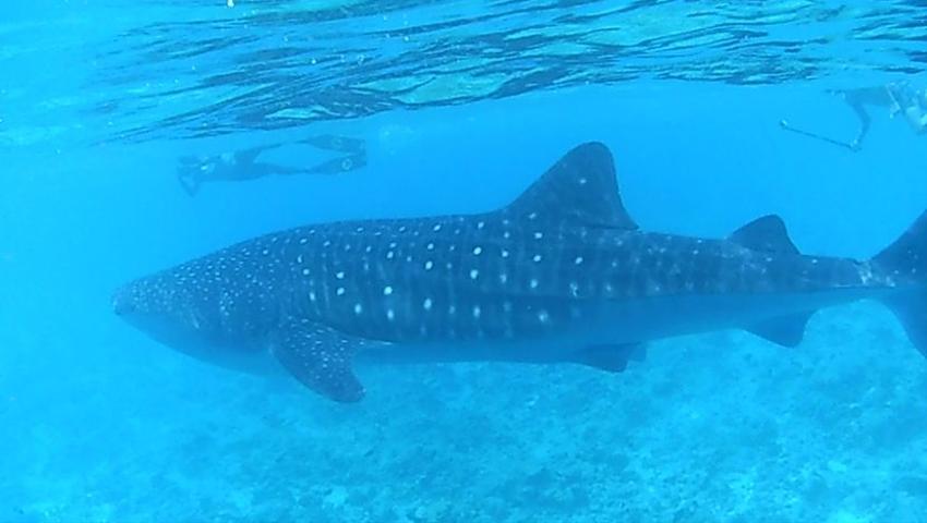 Volunteer Juliet Reviews The Whale Shark Research Project!