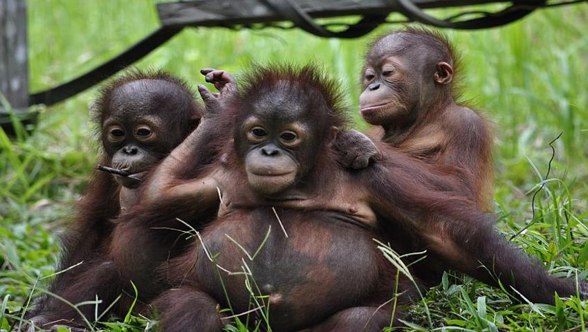Forest School Update - 8 Baby Orangutans Have Graduated! 