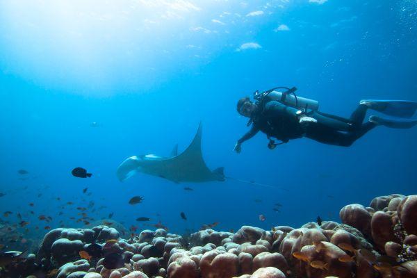 Diving with Manta Rays