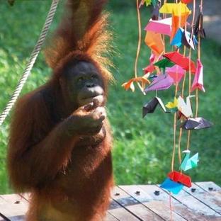 Meet The Animals At The Great Orangutan Project!