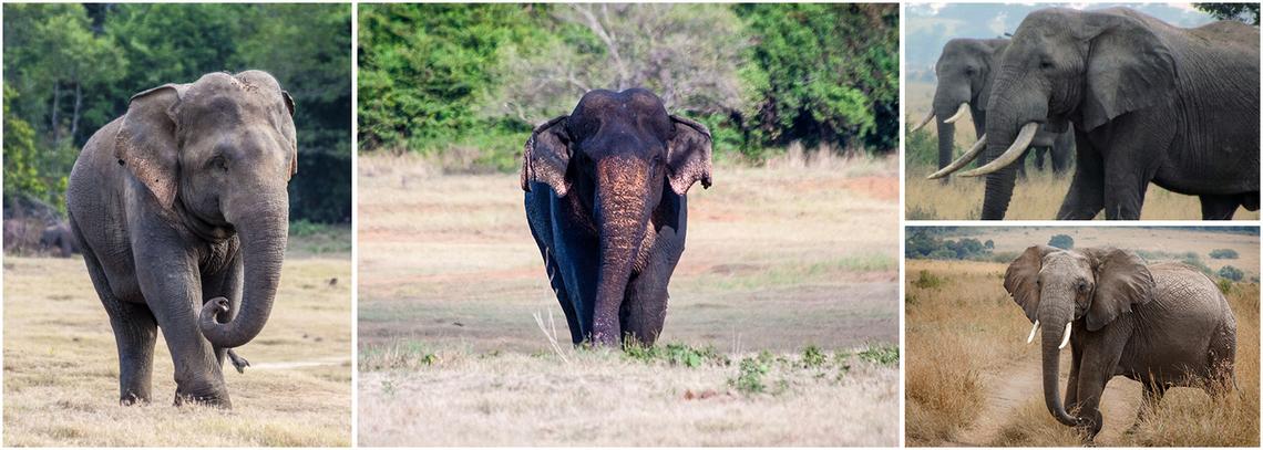 Volunteer with Elephants Abroad | The Great Projects