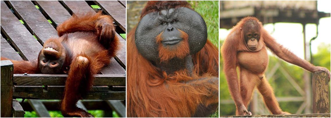 Orangutan Holidays