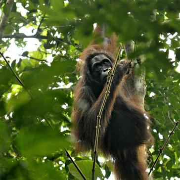 Samboja Lestari Orangutan Release - The Update!
