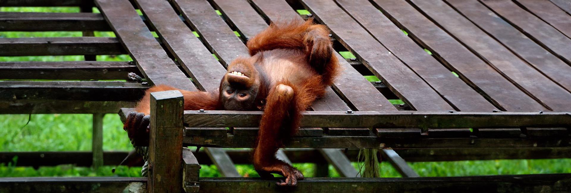 The Benefits Of Enrichment At The Great Orangutan Project - In The Project Coordinator's Own Words!