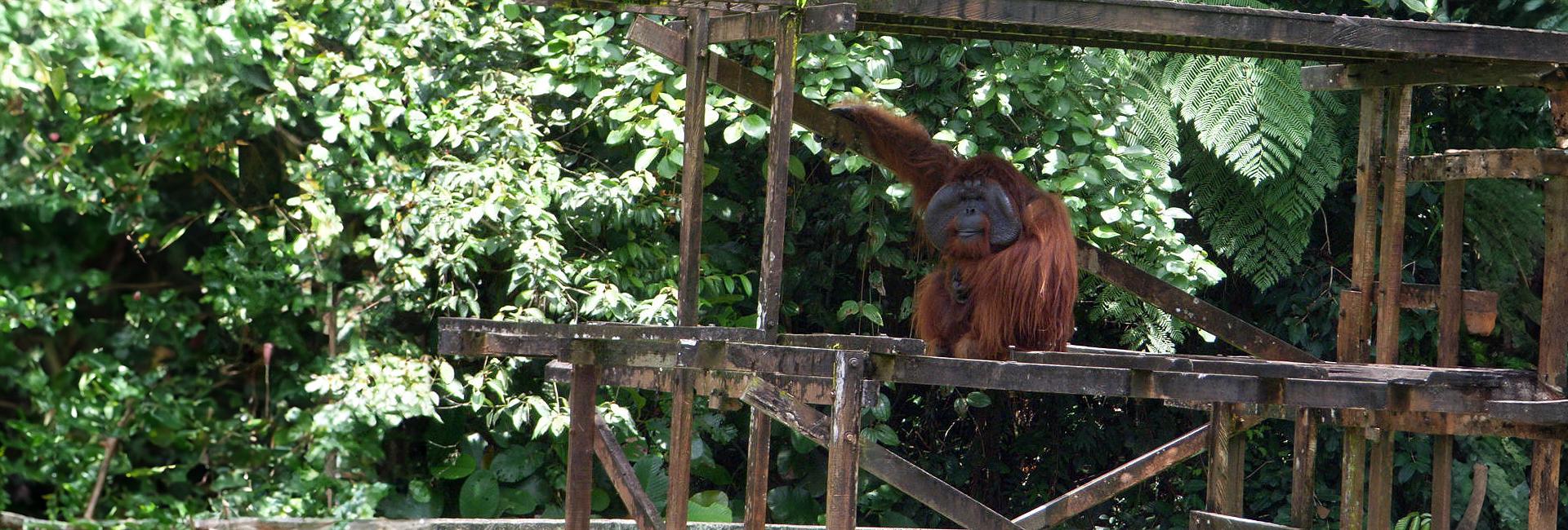 'Being so close to the beautiful orangutans was amazing' - Read Erika's Review Of The Great Orangutan Project!