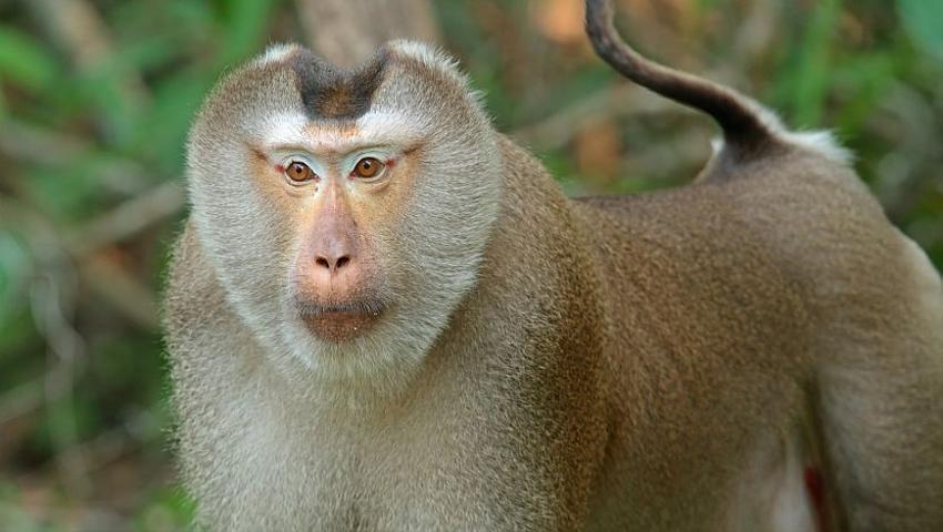 Animal Life In Borneo | The Great Projects Animal Life In Borneo | The Great Projects