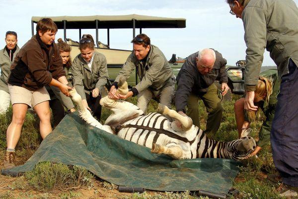 Injured Zebra Capture