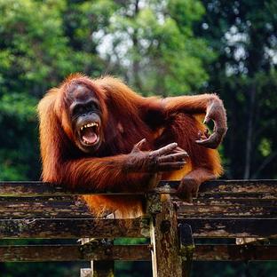 A Volunteers Visit To The Great Orangutan Project - Check Out Chris' Amazing Pictures From The Project!