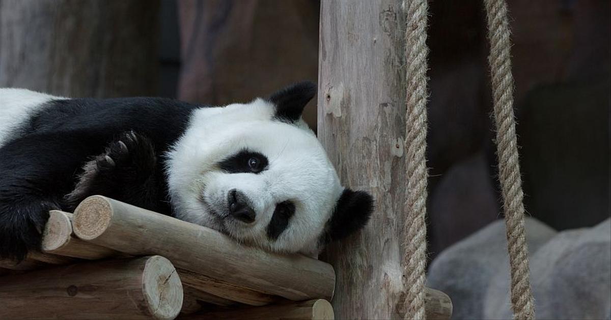 Our Top Five Feel-Good Animals Stories | The Great Projects Our Top Five Feel-Good Animals Stories | The Great Projects