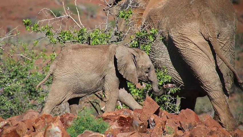 Desert Elephants in Namibia – An Unfortunate Snare Incident