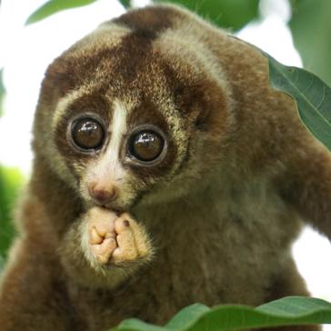 8 Slow Lorises Released Back Into The Wild By IAR!