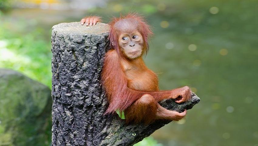 Our Top 8 Baby Orangutans!