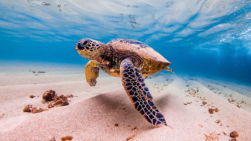 Sea Turtle Nesting Habits Explained -  We shed some light on one of the oceans biggest mysteries!