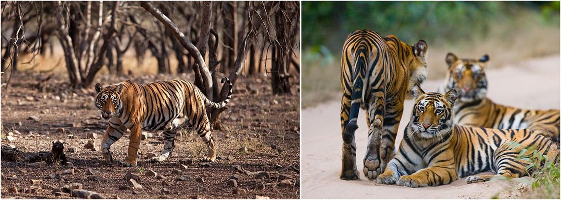 Tiger Tours