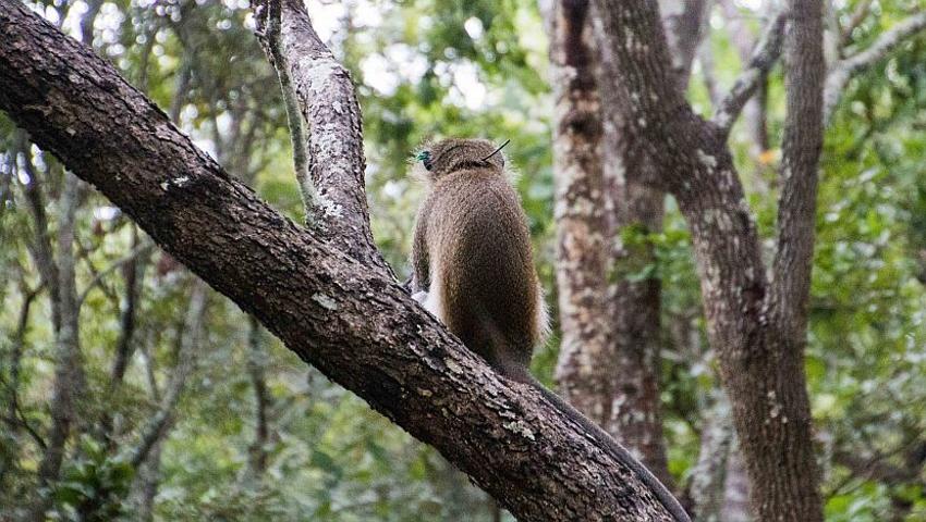 An Update From The Lilongwe Wildlife Centre - The Vervet Monkeys Are Doing Well! 