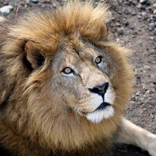 SanWild Sanctuary & Reserve Rescues Circus Lions