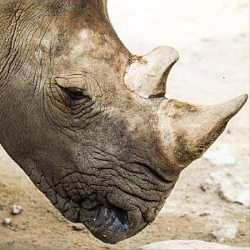 Sumatran Rhino Extinct In Malaysia