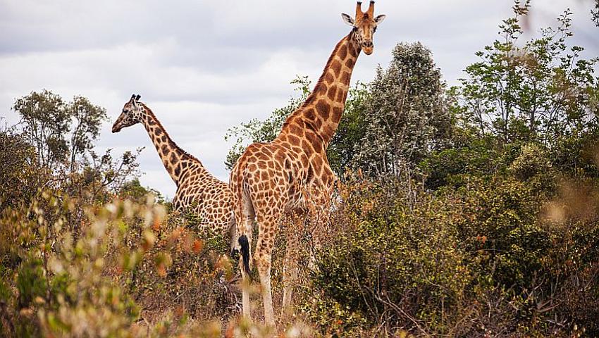 From 'Least Concern' To 'Vulnerable' - Giraffes Are Now At Risk Of 'Silent Extinction,' Says The IUCN