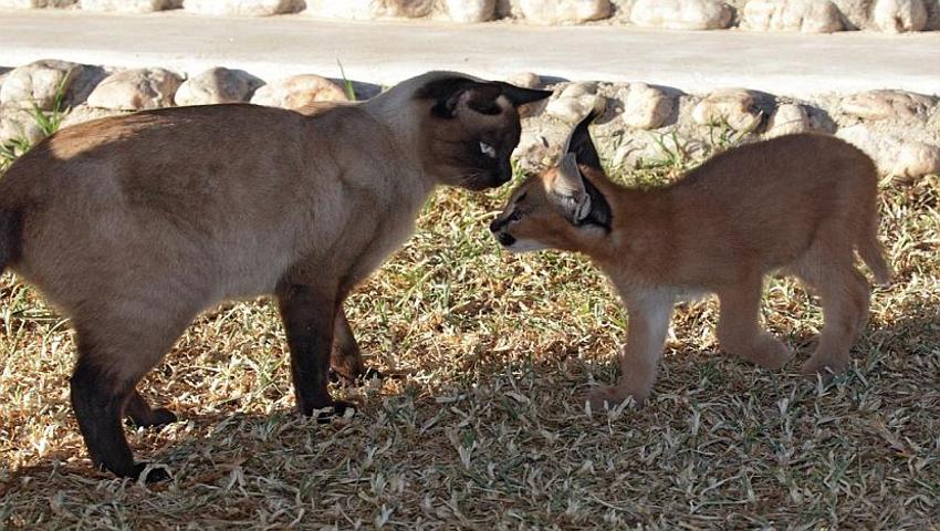 2 New Babies Arrive At The Namibia Wildlife Sanctuary! 
