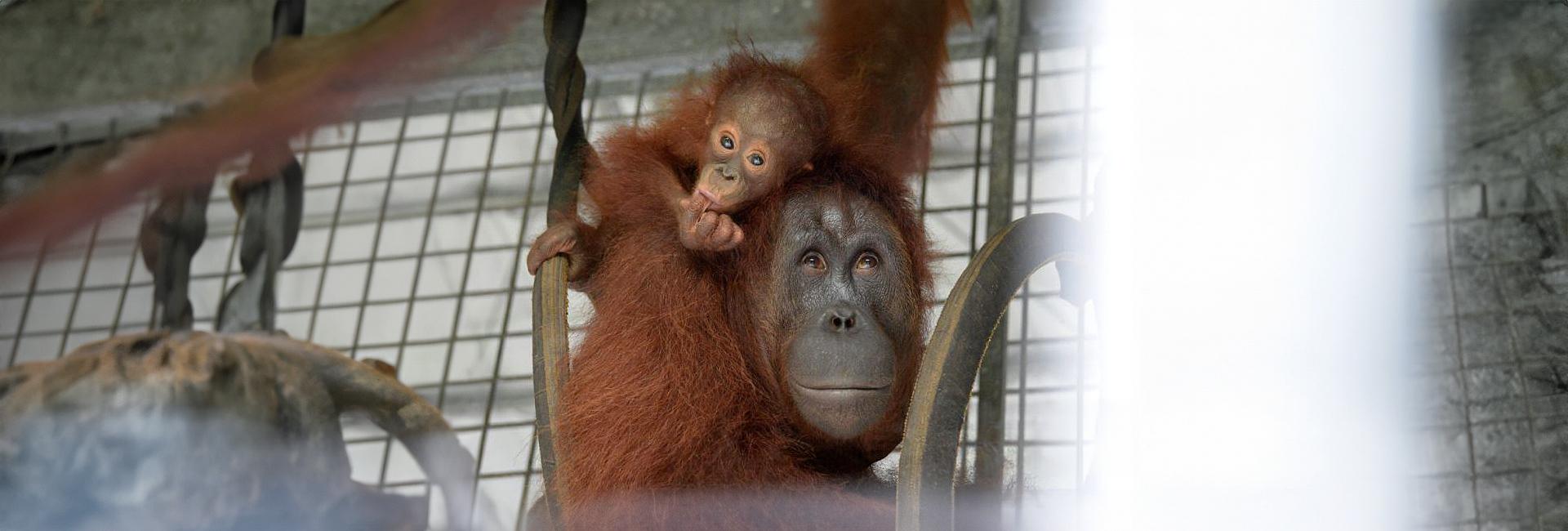 An Update From Nyaru Menteng – Meet The 6 Most Recent Orangutan Release Candidates