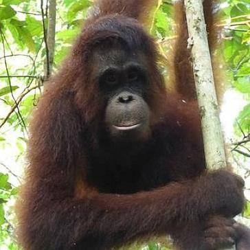 The Story of Pelangsi at the IAR Orangutan Project