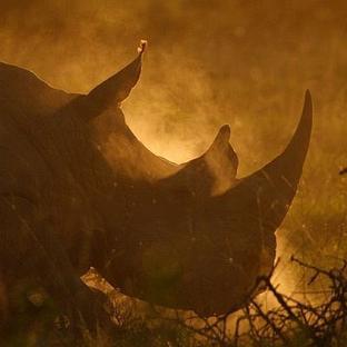 The Askari Rhino Conservation Trust