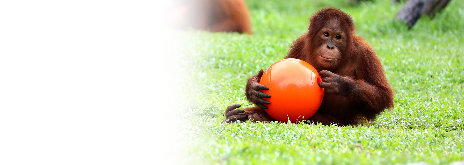 Nyaru Menteng Orangutan Sanctuary - SAVE 15%