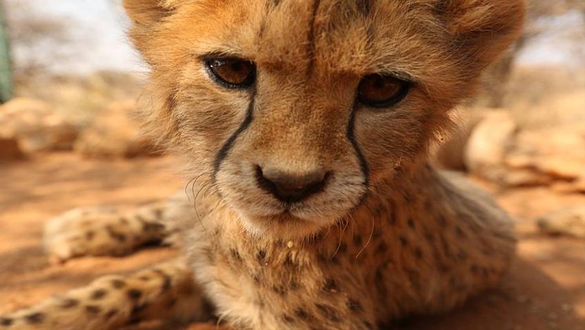 Our Top 5 Cheetah Facts!
