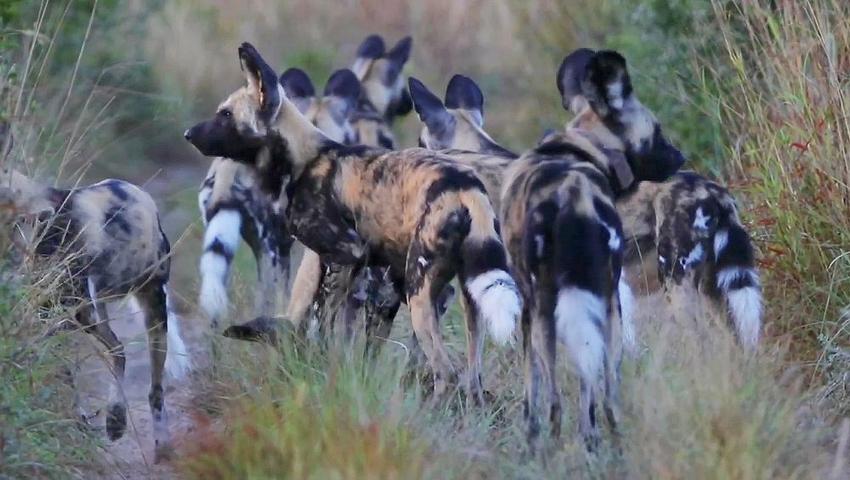 Zululand Wildlife Conservation Project – Tembe’s Wild Dog Pack Is Growing!