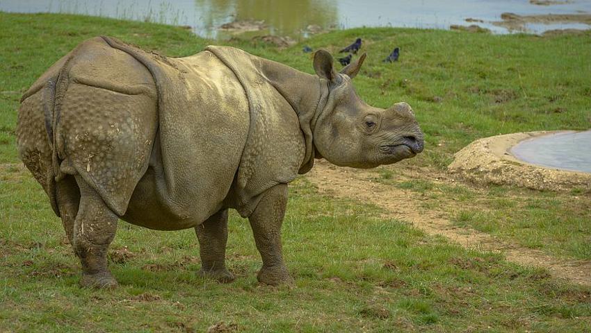 Sumatran Rhino Extinct In Malaysia