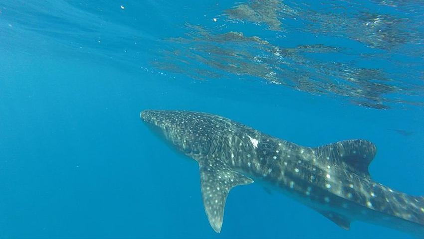 Will's Experience on the Whale Shark Research Project
