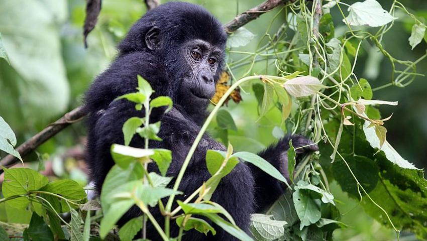 Gorilla Trekking In Uganda