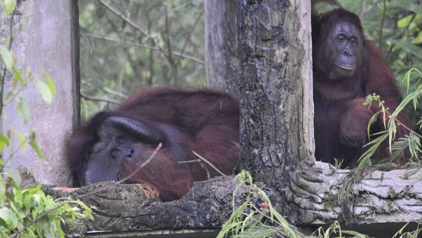 An Update On Romeo's Release - How Has The Big Orangutan At Samboja Lestari Adapted To His New Home?