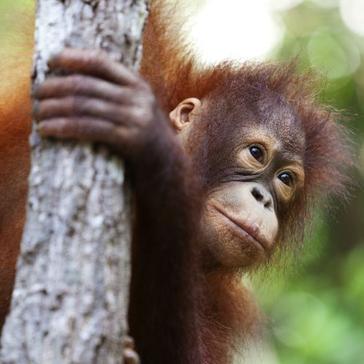 It's Orangutan Awareness Week - Find Out How You Can Help To Protect These Already Endangered Animals!