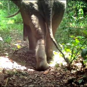 The Great Orangutan and Pygmy Elephant Project - 2021 Camera Trap Snaps!