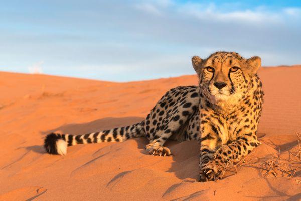 Cheetah on Sand Dune in the Kanaan Research Site