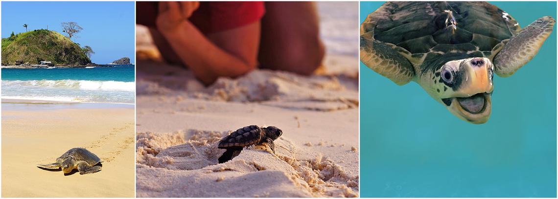 Sea Turtle Conservation