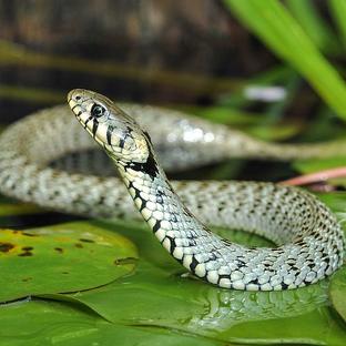 World Snake Day 2017 -  Some sssssssuper specifics about the slithering serpents