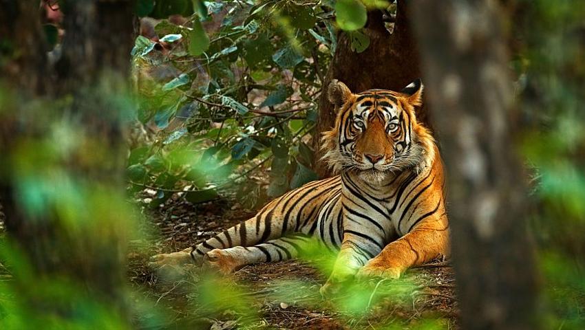 Wild tigers: We love them and don't want to lose them, Stories