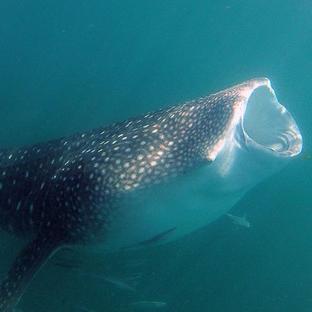 What Actually Is A Whale Shark?