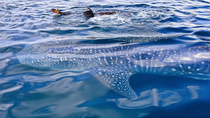 A Day In The Life Of A Mafia Island Whale Shark Volunteer
