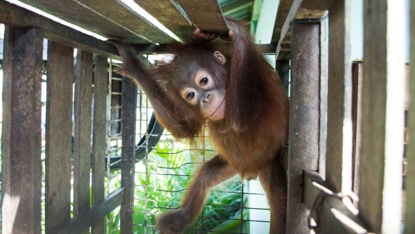 The Story of Baby Orangutan Jacko