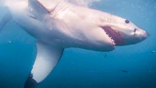 The Great White Shark Project - Project Video