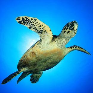 Sea Turtle Nesting Habits Explained -  We shed some light on one of the oceans biggest mysteries!
