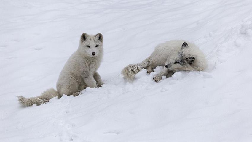 The Top 6 Winter Animal Photos!