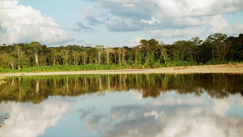 What's The Latest In The Amazon? - 87% Of All Biodiversity Has Returned To Their Regenerating Rainforest!
