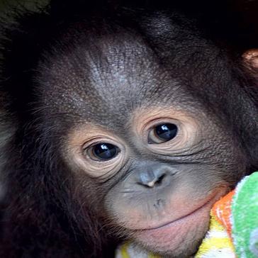 An update from Samboja Lestari Orangutan Sanctuary!