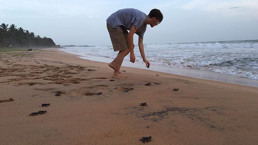 Volunteer Experiences - The Great Turtle Project In Sri Lanka