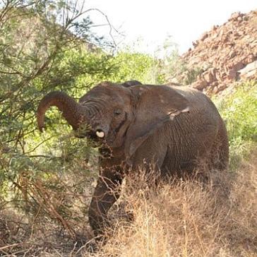 Elephant Volunteer Feedback from Damaraland