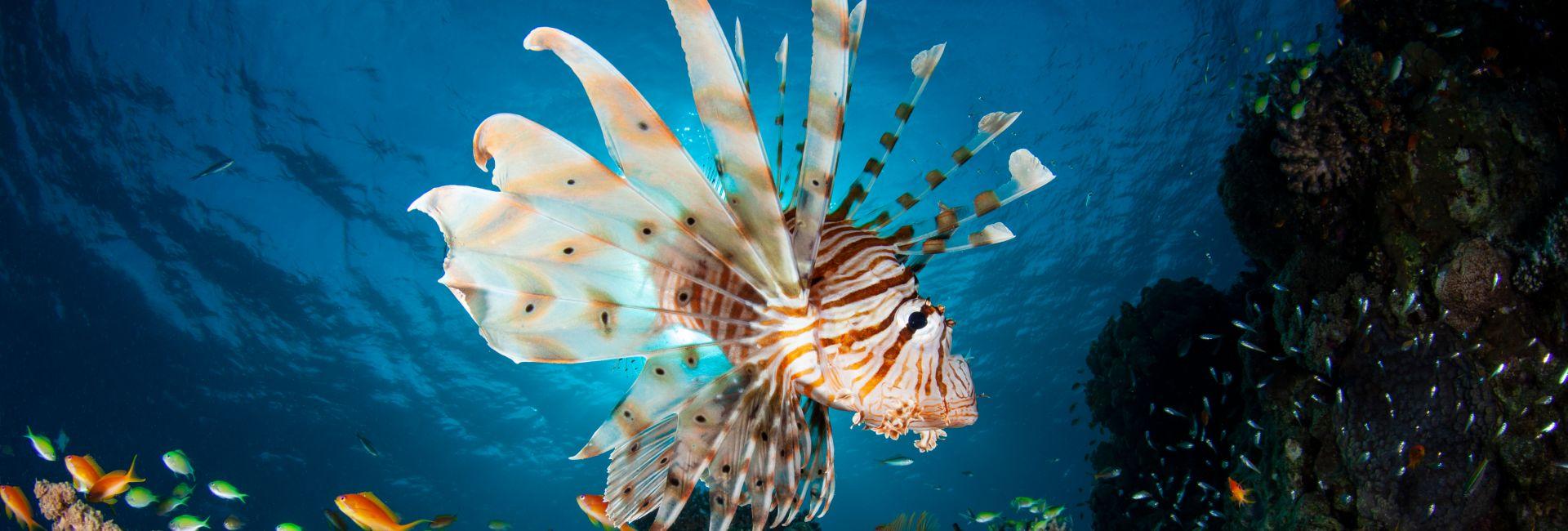 An Invasive Species: The Lionfish